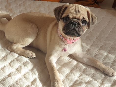 Female pug for sale - Puppy. Color. Black. Gender. Female. NOT respond to emails. So this little one is from a merle mom and a black dad. so the whole litter is merles. View Details. $1,800. 